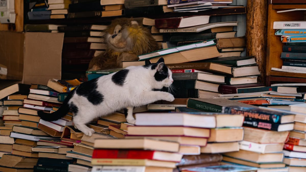 A curious black and white cat climbs stacks of books inside a cozy bookstore, conveying a sense of adventure.